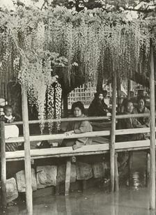 A Wisteria Arbour at Kameido 1910. Creator: Herbert Ponting