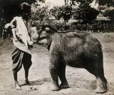 A woman and a child; the woman is suckling a baby white elephant, c1870s. Creator: Unknown