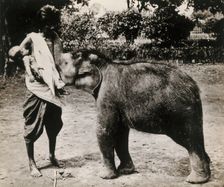 A woman and a child; the woman is suckling a baby white elephant, c1870s. Creator: Unknown