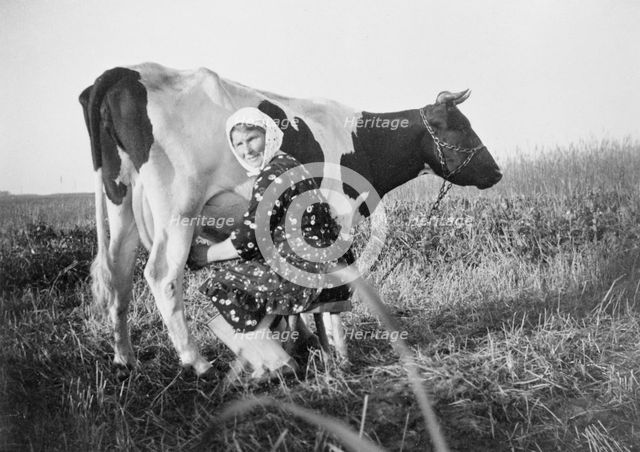 A woman milking a cow, near Landskrona, Sweden.  Creator: Unknown.