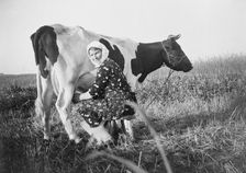 A woman milking a cow, near Landskrona, Sweden