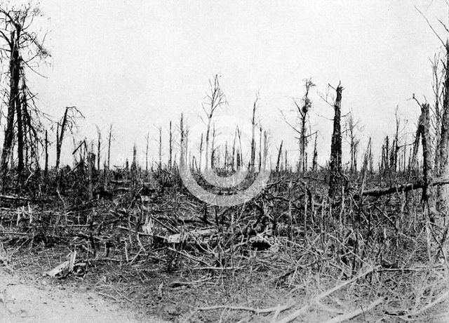 A wood in the Somme area, France, 1916, (c1920). Artist: Unknown