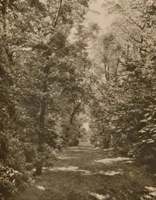 A Woodland Glade Within A Few Hundred Yards of the Earl's Court Road c1935. Creator: King