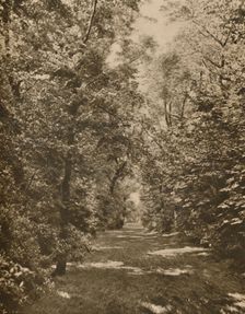 A Woodland Glade Within A Few Hundred Yards of the Earl's Court Road c1935. Creator: King