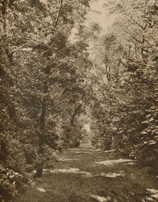 A Woodland Glade Within A Few Hundred Yards of the Earl's Court Road c1935. Creator: King