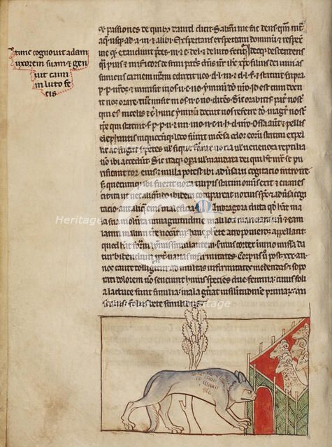 A Wolf; Northumberland Bestiary, about 1250-1260. Creator: Unknown.