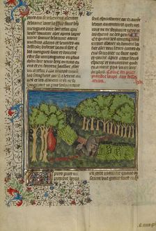 A Wolf Attracted with Bait to a Covered Pit; Livre de la Chasse, about 1430-1440. Creator: Unknown