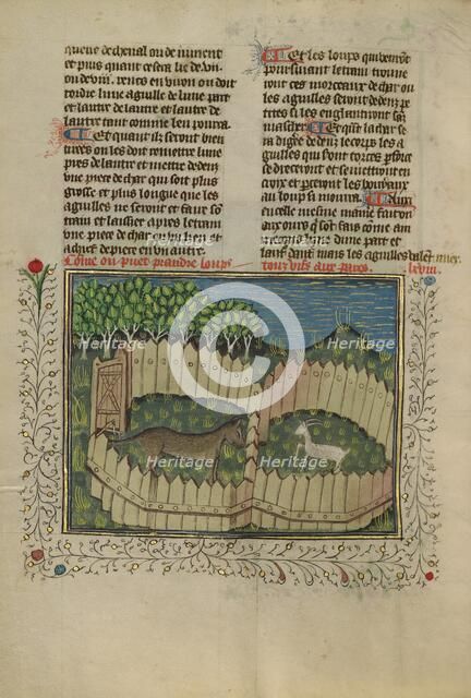 A Wolf Caught in a Fenced Trap Baited with a Lamb; Livre de la Chasse, about 1430-1440. Creator: Unknown.