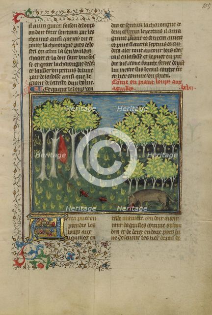 A Wolf Eating Bait Filled with Needles; Livre de la Chasse, about 1430-1440. Creator: Unknown.