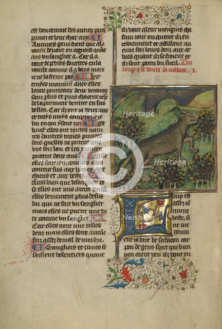 A Wolf; Livre de la Chasse, about 1430-1440. Creator: Unknown.