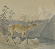 A wounded stag seeks refreshment at a mountain lake, mid-late 19th century. Creator: Johann Erdmann Gottlieb Prestel