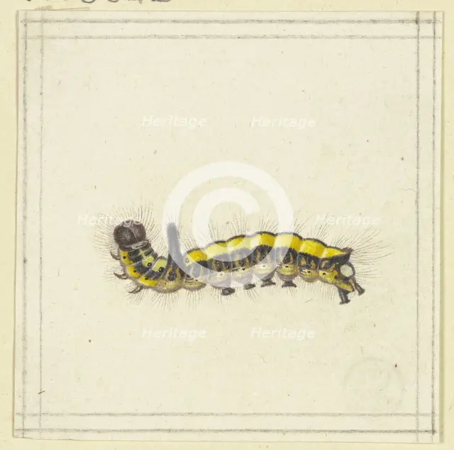 A yellow caterpillar, late 17th century. Creator: Herman Henstenburgh.