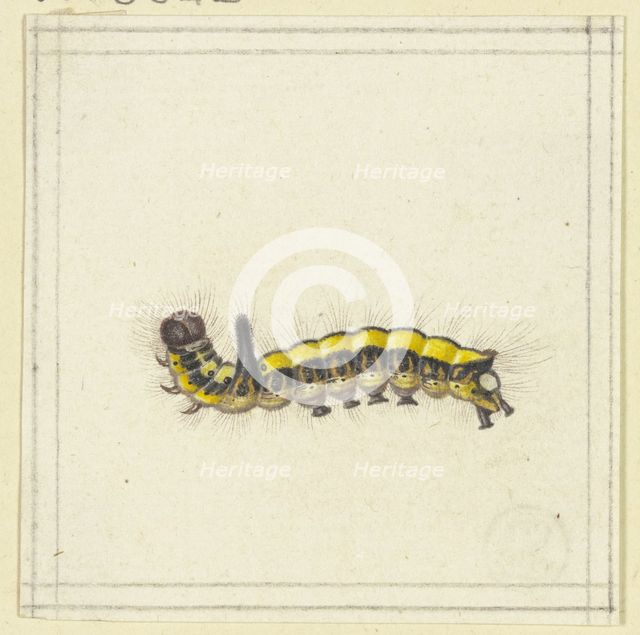 A yellow caterpillar, late 17th century. Creator: Herman Henstenburgh.