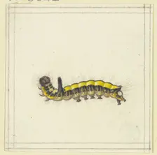 A yellow caterpillar, late 17th century. Creator: Herman Henstenburgh