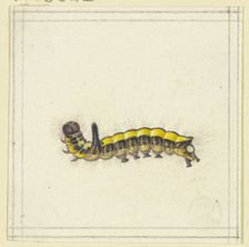 A yellow caterpillar, late 17th century. Creator: Herman Henstenburgh