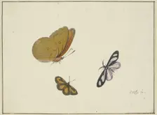 A yellow, a black-and-yellow, and a black-and-white butterfly, 17th century. Creator: Herman Henstenburgh