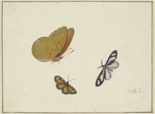 A yellow, a black-and-yellow, and a black-and-white butterfly, 17th century. Creator: Herman Henstenburgh