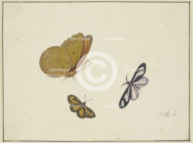A yellow, a black-and-yellow, and a black-and-white butterfly, 17th century. Creator: Herman Henstenburgh.
