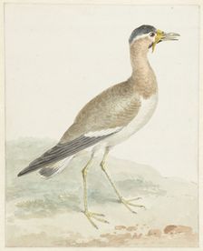 A Yellow-wattled Lapwing, 1720-1792. Creator: Aert Schouman