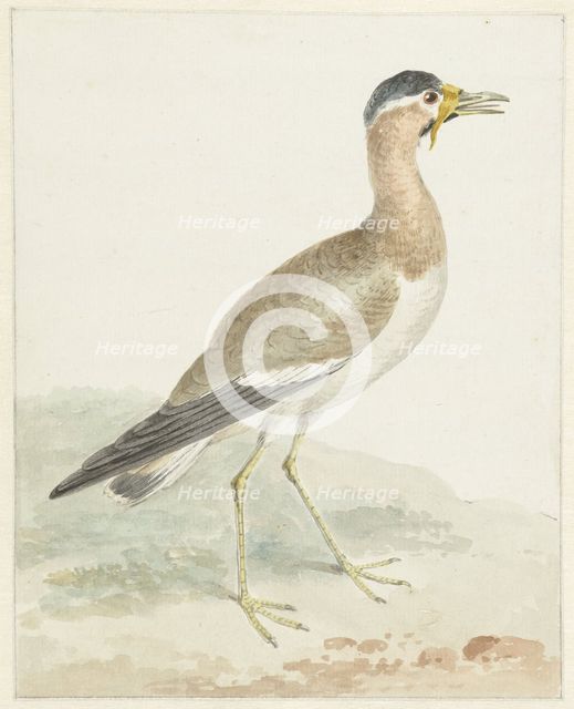 A Yellow-wattled Lapwing, 1720-1792. Creator: Aert Schouman.
