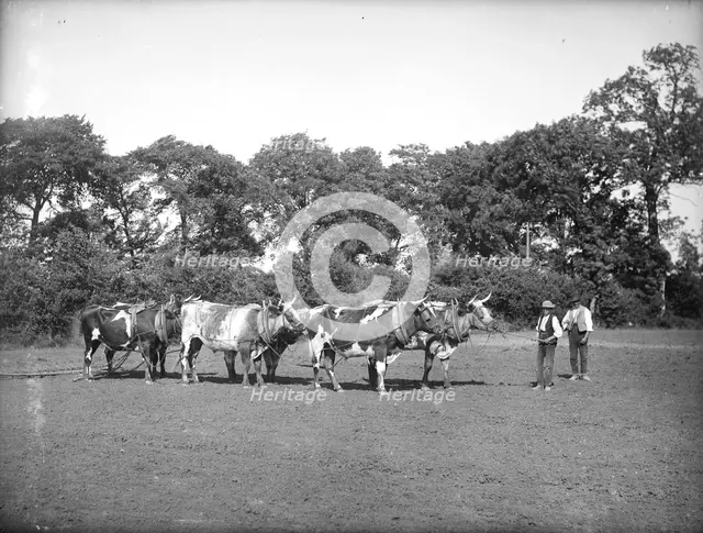 A yoke of oxen harrowing a field near Lechlade in the Cotswolds, Gloucestershire, c1860-c1922. Artist: Henry Taunt