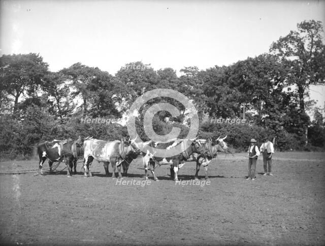 A yoke of oxen harrowing a field near Lechlade in the Cotswolds, Gloucestershire, c1860-c1922. Artist: Henry Taunt