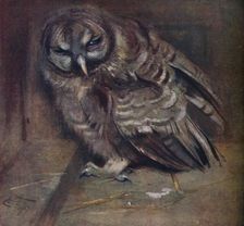 A Young Brown Owl 1907. Artist: Edwin John Alexander