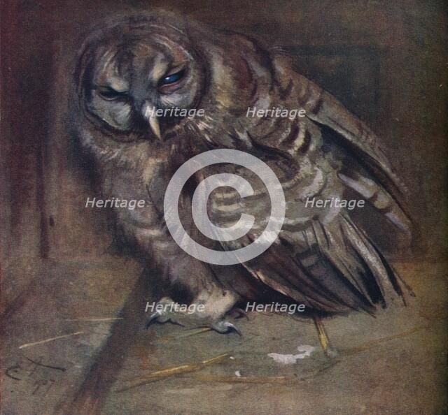 'A Young Brown Owl', 1907. Artist: Edwin John Alexander.