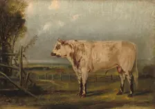 A Young Bull, c. 1849. Creator: John Woodhouse Audubon