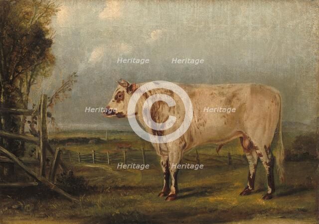 A Young Bull, c. 1849. Creator: John Woodhouse Audubon.