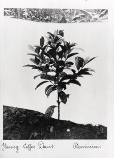 A young coffee plant, Dominica, 1897