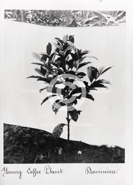A young coffee plant, Dominica, 1897. Artist: Unknown
