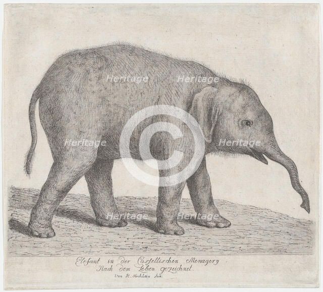 A Young Elephant,.n.d. Creator: Johann Heinrich Wilhelm Tischbein.