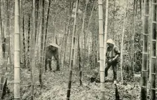 A Bamboo Grove 1891. Creator: Unknown