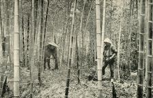 A Bamboo Grove 1891. Creator: Unknown