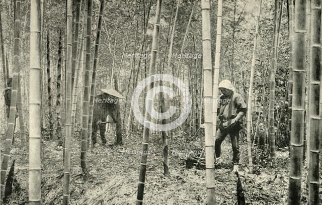 'A Bamboo Grove', 1891. Creator: Unknown.