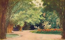 A Bamboo Grove - Botanical Gardens 1914. Artist: Edgar L Pattison
