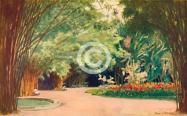 'A Bamboo Grove - Botanical Gardens', 1914. Artist: Edgar L Pattison.