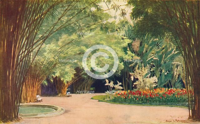 'A Bamboo Grove - Botanical Gardens', 1914. Artist: Edgar L Pattison.