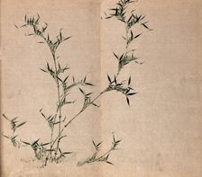 A bamboo plant: leafy stems, c19th century. Creator: Unknown