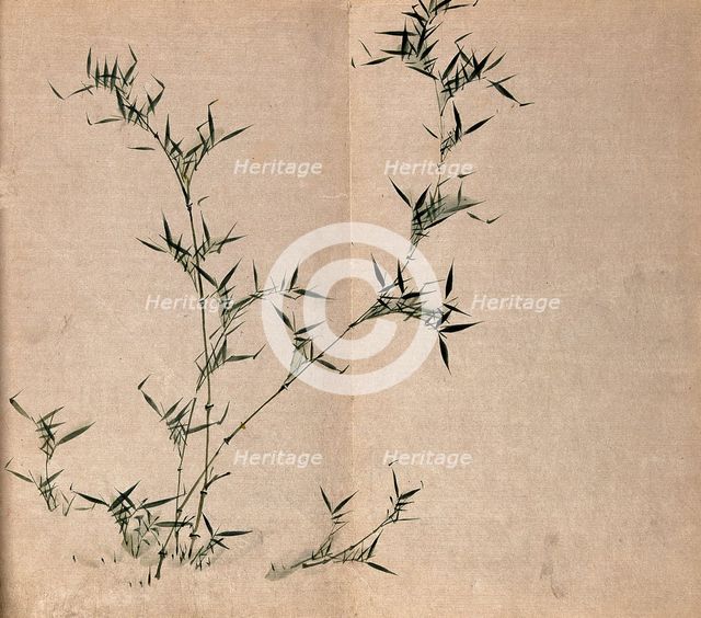 A bamboo plant: leafy stems, c19th century. Creator: Unknown.