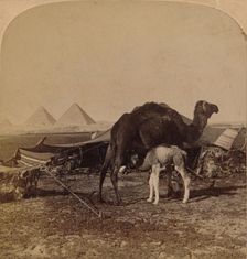 A Baby of the Desert, Egypt 1896