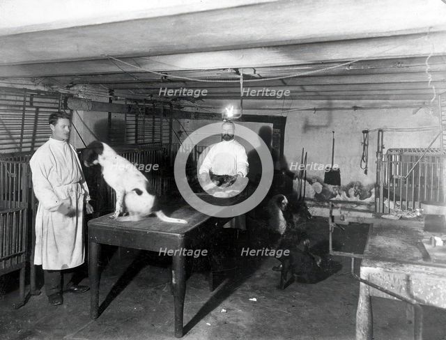 A basement (possibly the pre-operative room in the Physiology Department), Imperial..., 1904. Creator: Unknown.