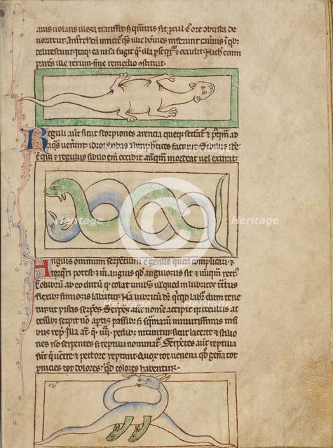 A Basilisk; Snakes; Vipers; Northumberland Bestiary, about 1250-1260. Creator: Unknown.