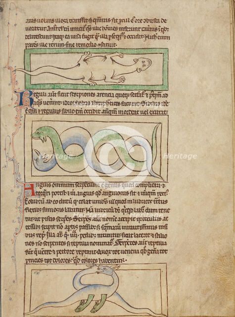 A Basilisk; Snakes; Vipers; Northumberland Bestiary, about 1250-1260. Creator: Unknown.