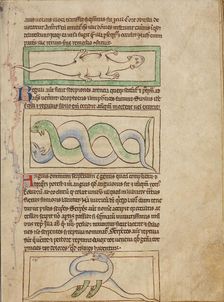 A Basilisk; Snakes; Vipers; Northumberland Bestiary, about 1250-1260. Creator: Unknown