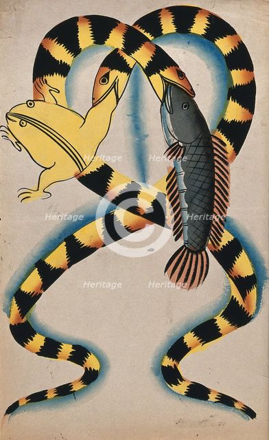 A Bengali proverb: two watersnakes swallowing fish and frog. Creator: Unknown.