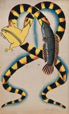 A Bengali proverb: two watersnakes swallowing fish and frog. Creator: Unknown