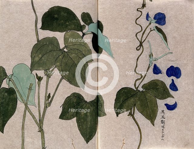 A bean plant, possibly a Phaseolus species: flowering and leafy stems with separate leaf and petals. Creator: Unknown.