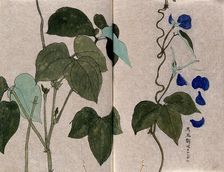 A bean plant, possibly a Phaseolus species: flowering and leafy stems with separate leaf and petals. Creator: Unknown